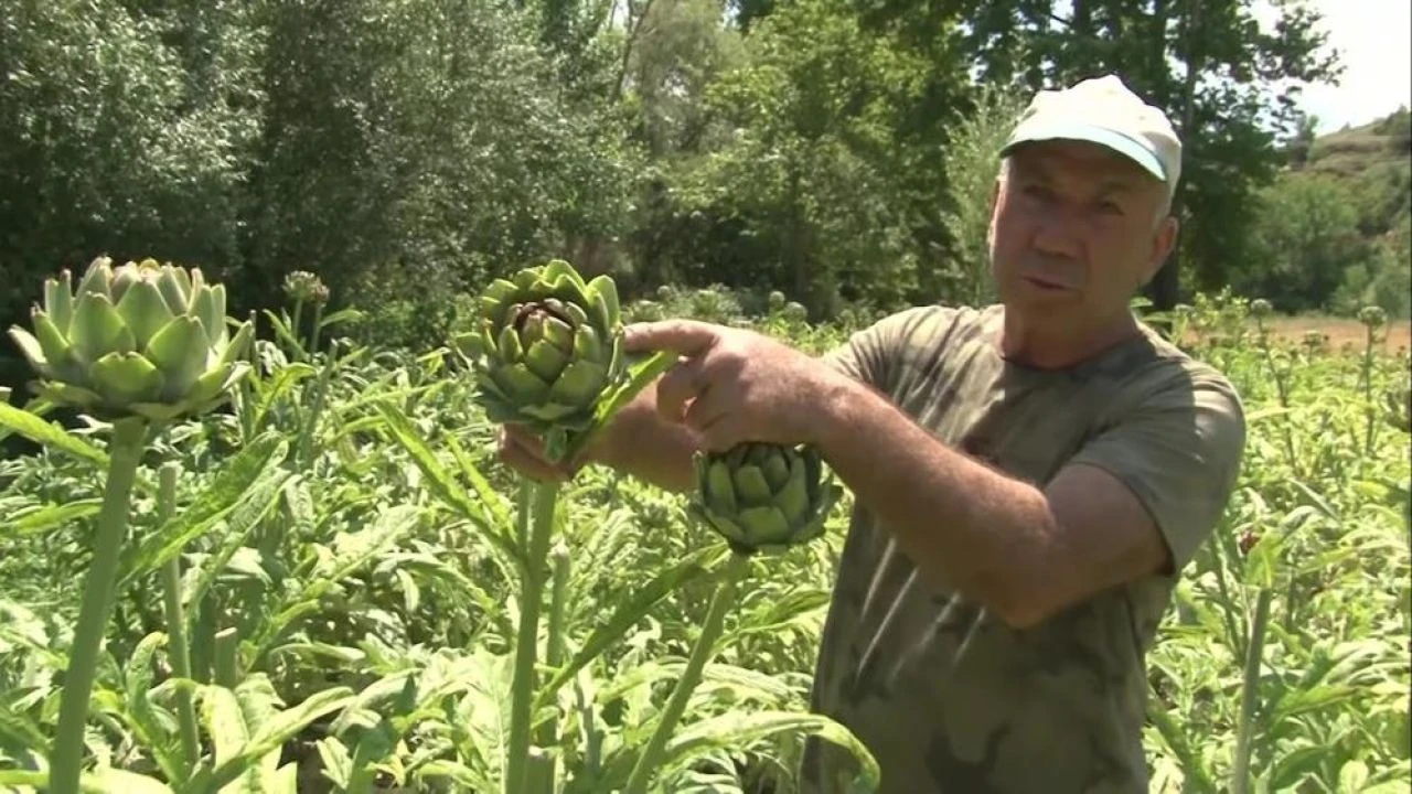 'Burada yetişmez' diyenlere aldırmadı şimdi talebe yetişemiyor! Bir fide 7 yıl ürün veriyor - 1. Resim