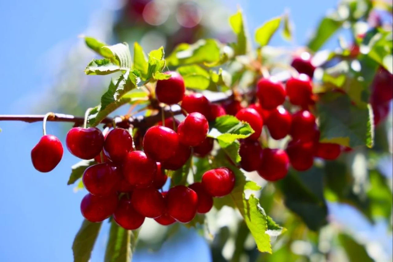 Dalları bastı kiraz! Tadı bir başka güzel - 1. Resim