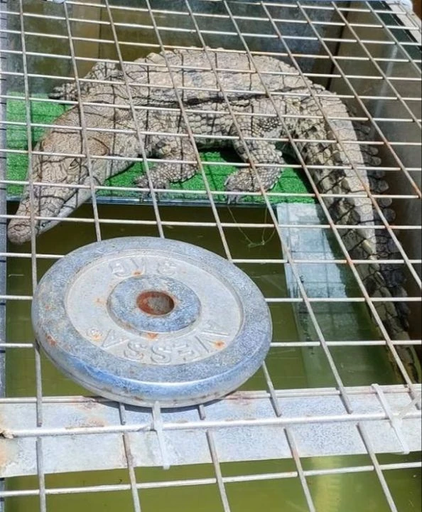 Evinde 1,5 metre uzunluğunda timsah besliyordu! Sosyal medya videolarından sonra gözaltına alındı - 1. Resim