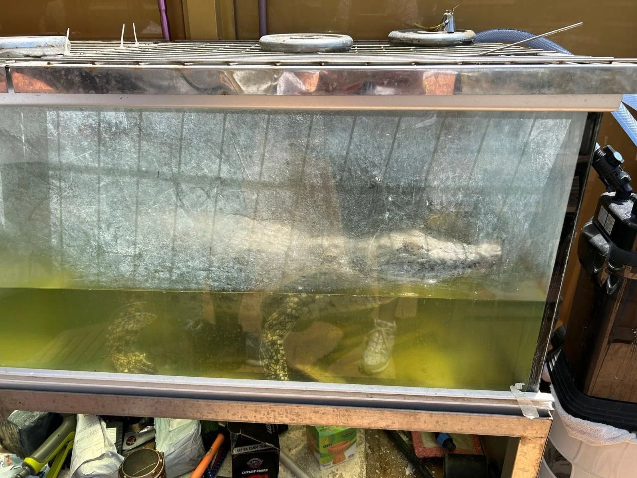 Evinde 1,5 metre uzunluğunda timsah besliyordu! Sosyal medya videolarından sonra gözaltına alındı - 2. Resim