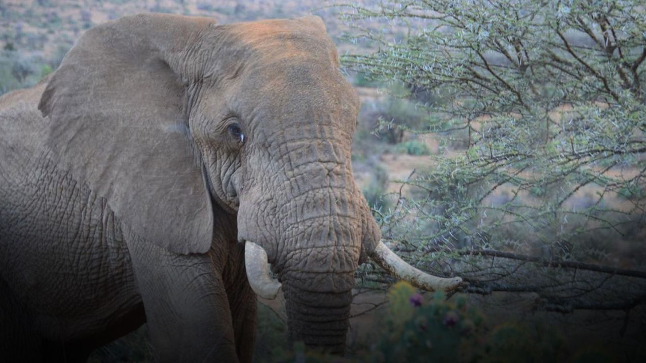 Korkunç fil saldırısı: Araçtan çıkarıp ezerek öldürdü
