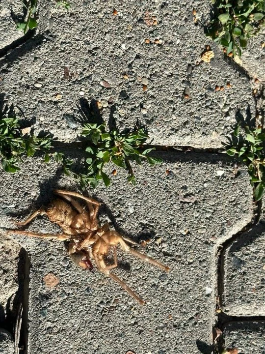 Sarıkız örümceği ortaya çıktı! 1 metreye kadar çıkabiliyor