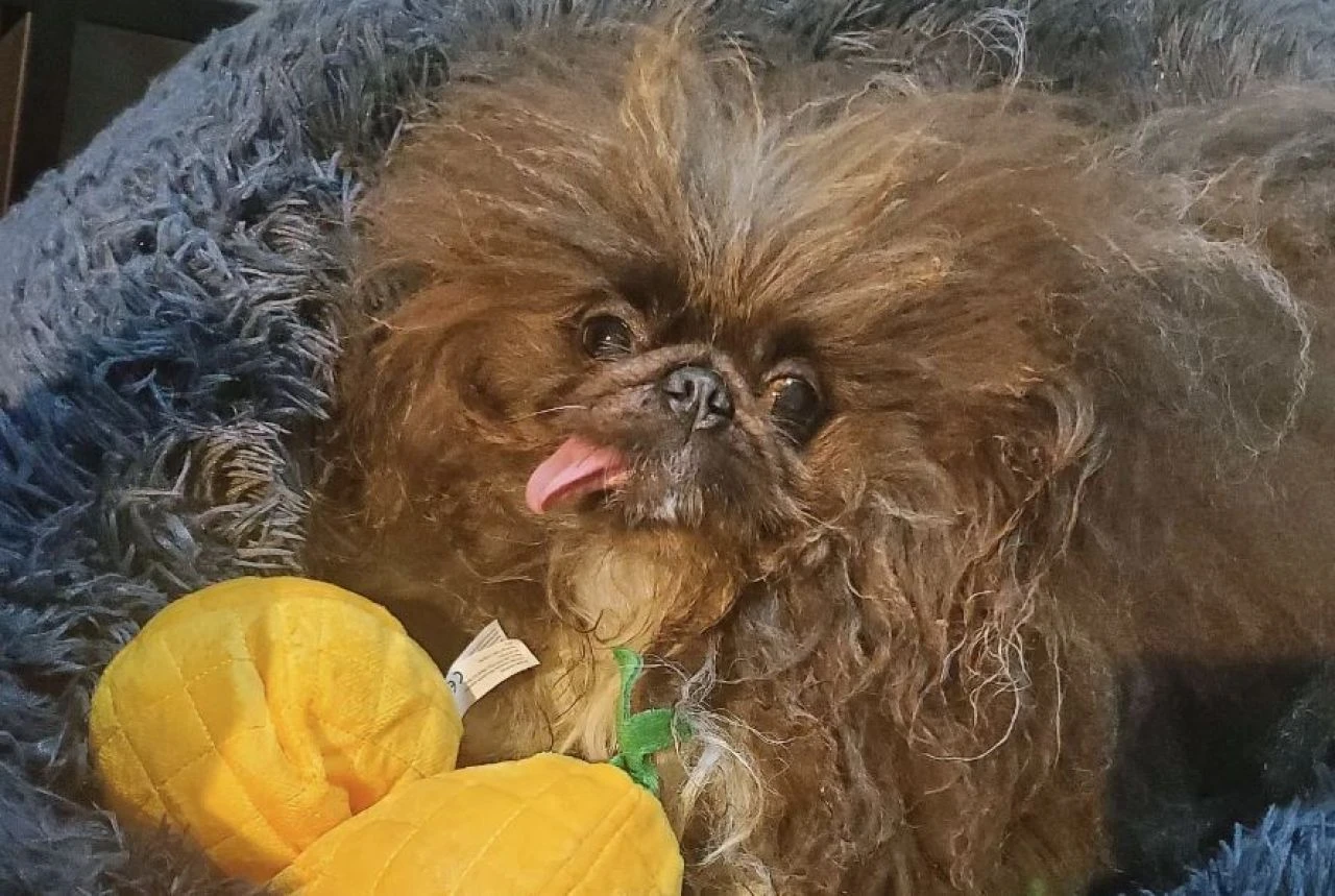 Çirkinliğiyle paraya para demeyen köpek: Yaklaşık 165 bin lira kazandı