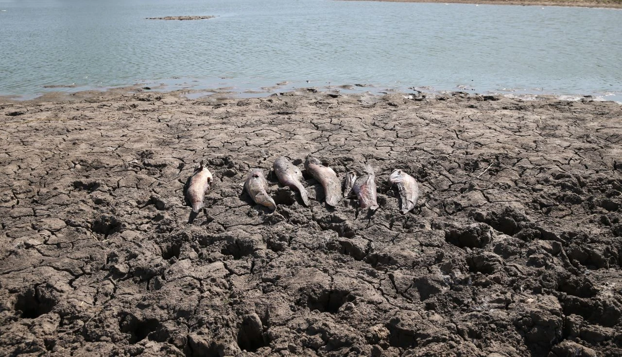 Edirne'deki balık ölümlerine ilişkin inceleme kararı  - 1. Resim