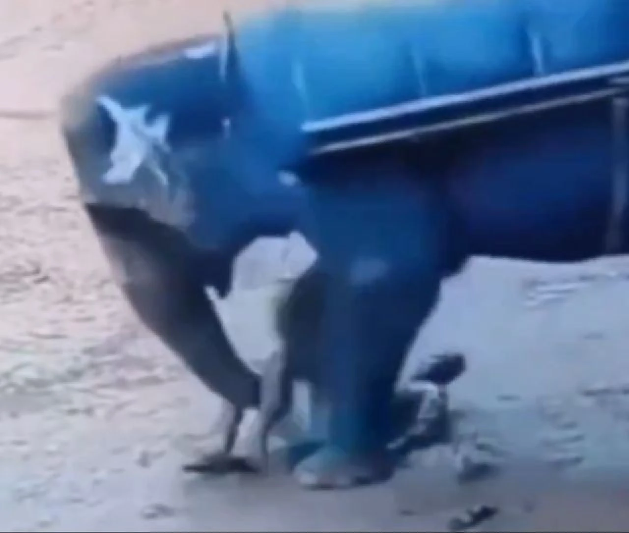 Fil kendisine sopayla vuran adamı silindir gibi ezdi! Olay anı görüntüleri dehşet - 1. Resim