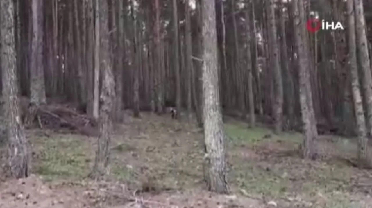 Yaylada sürpriz karşılaşma! Ayı ile vatandaşın diyaloğu gülümsetti - 1. Resim