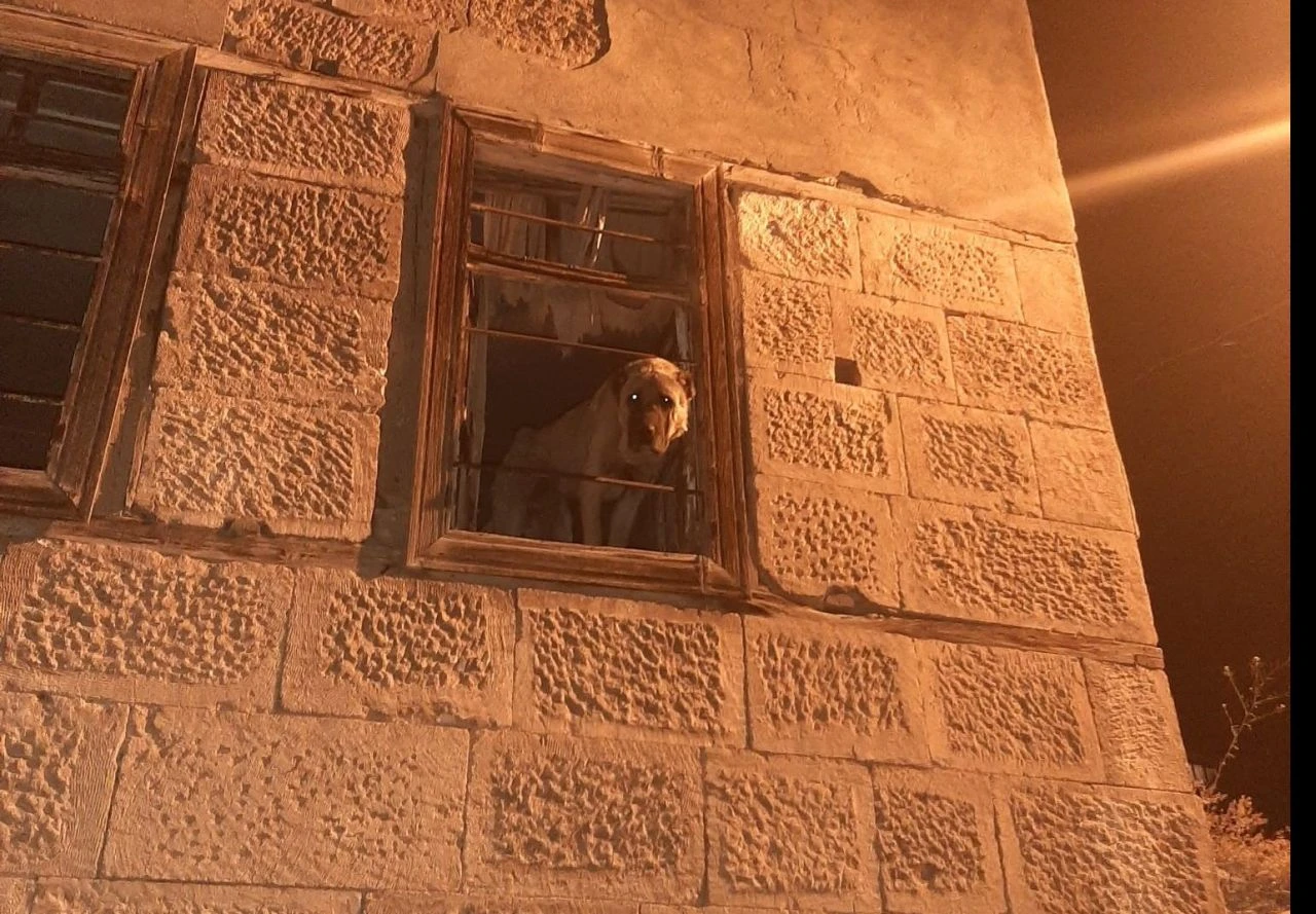 20 gündür kayıp olan köpek hapsedilmiş halde bulundu! Kurtarılmak için adeta yalvardı