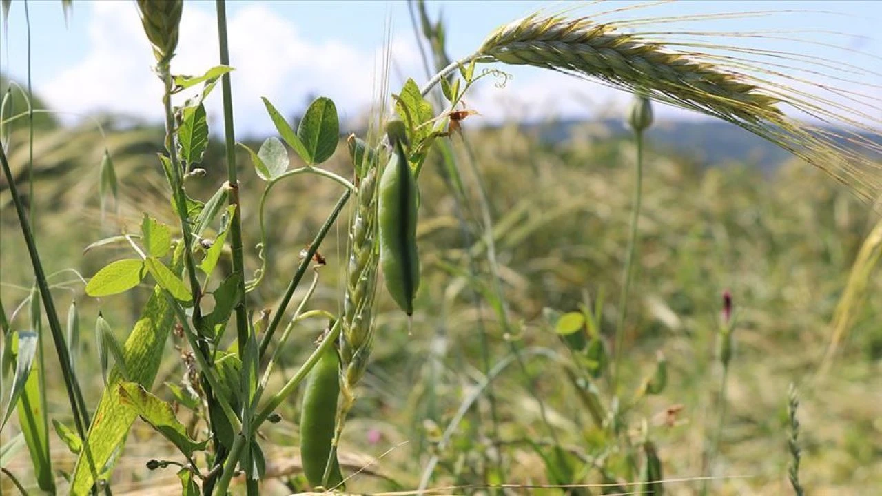 Doğu'nun bitkisel üretim karnesi zayıf geldi!  Meyve, sebze içecek ve baharat üretimi yetersiz - 1. Resim
