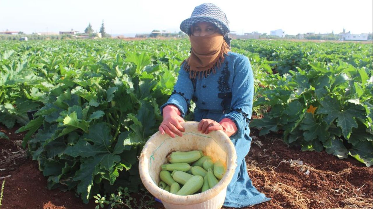 Hasadı başlayan kabak tarlada 12 TL&#039;ye satılıyor