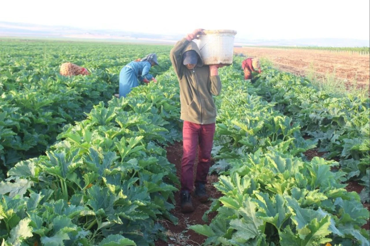 Hasadı başlayan kabak tarlada 12 TL'ye satılıyor - 3. Resim