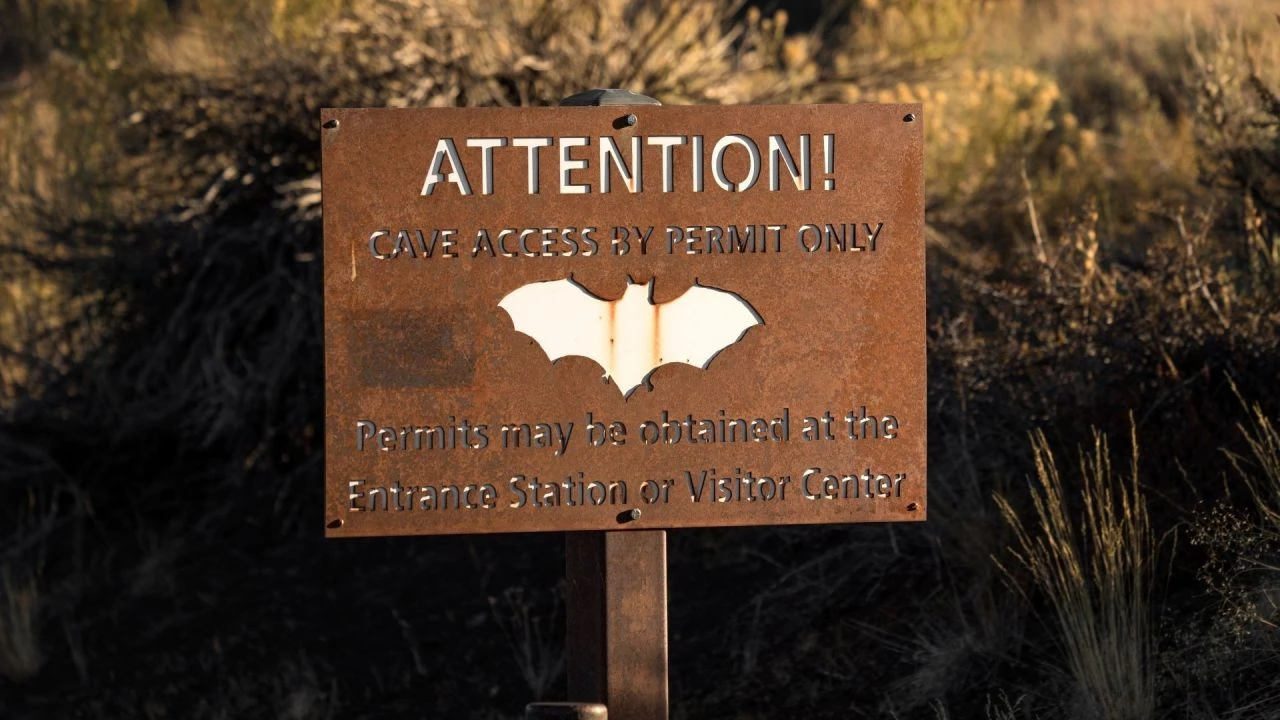 Yarasalar virüsleri artırıyor! 10 yıl içinde herkes maske ile dolaşacak - 1. Resim