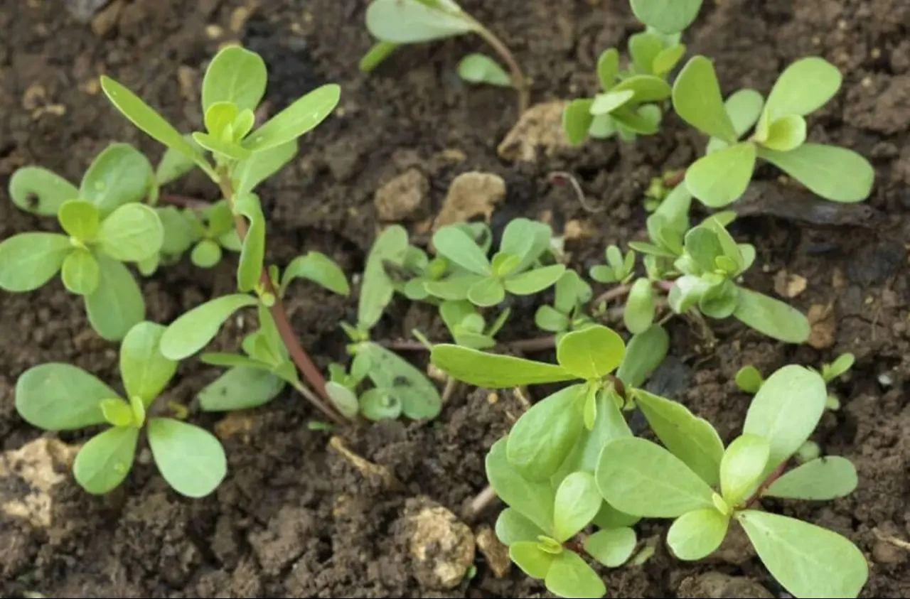 İbn-i Sina'nın şifa kitabında övdüğü semizotu kalbin ilacı çıktı! Turşusu bağımlılık yapıyor - 3. Resim