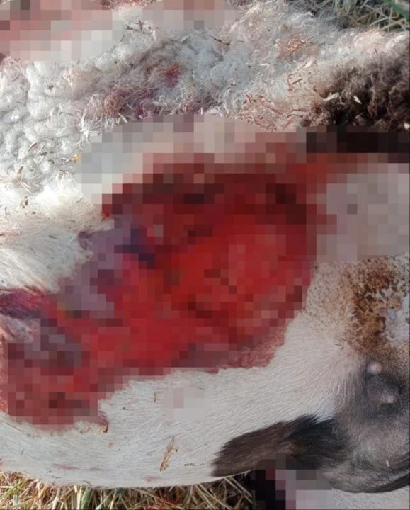 Sivas'ta başıboş sokak köpekleri yine dehşet saçtı! Her yer kan revan içinde