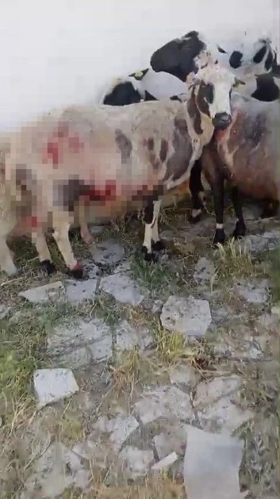 Sivas'ta başıboş sokak köpekleri yine dehşet saçtı! Her yer kan revan içinde