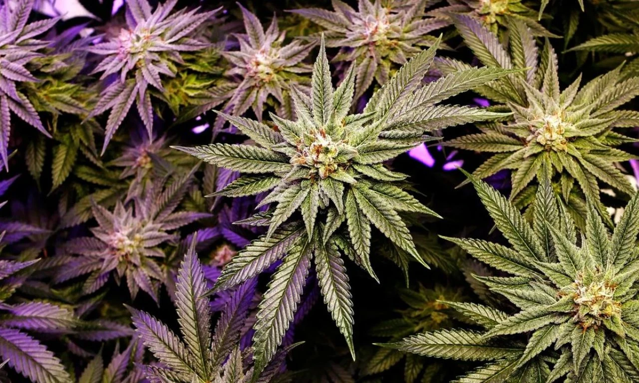 BM tek tek raporladı! 292 milyon kişi uyuşturucu batağında