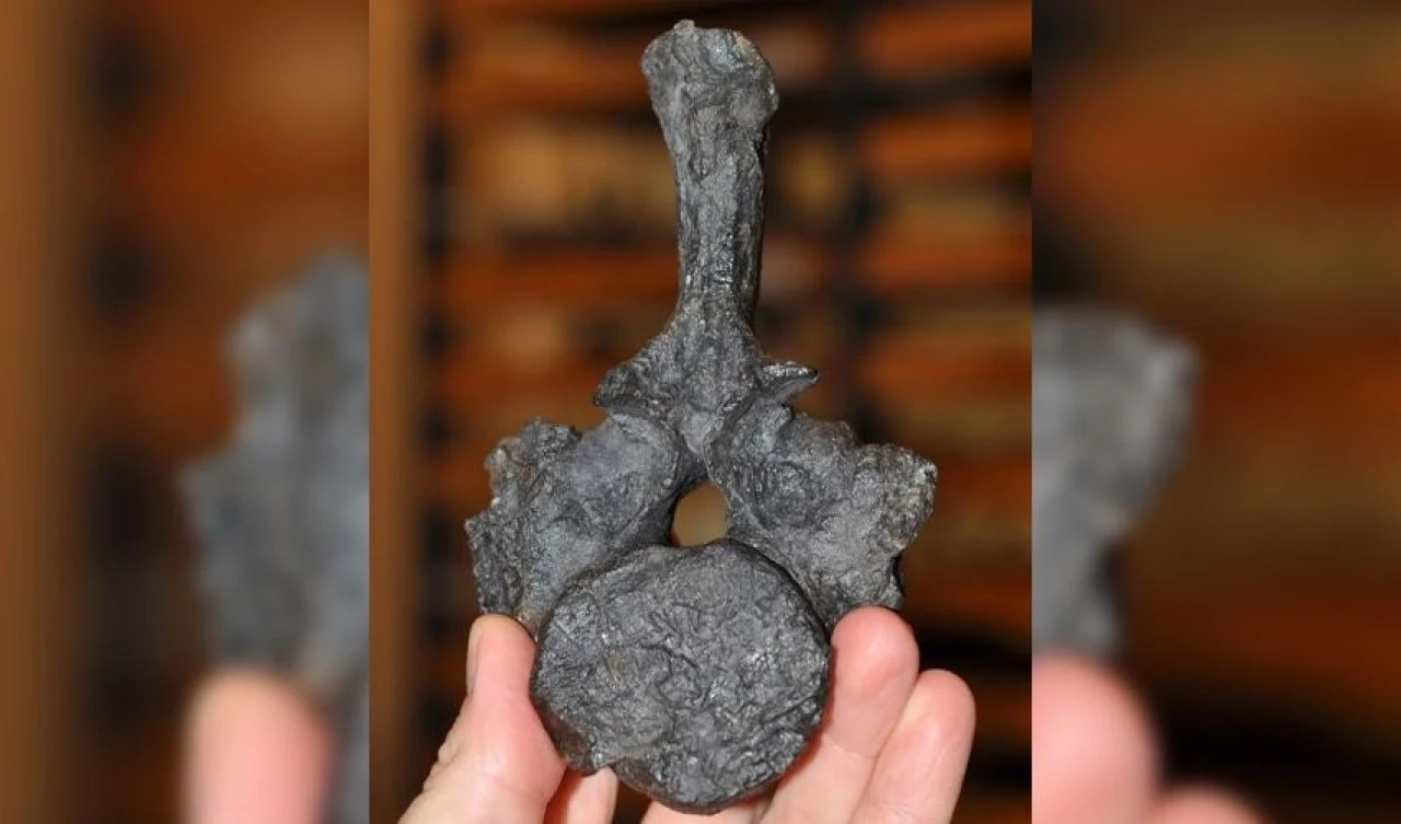 Bilim dünyası şaşkın! 246 milyon yıllık deniz canavarı keşfedildi - 3. Resim
