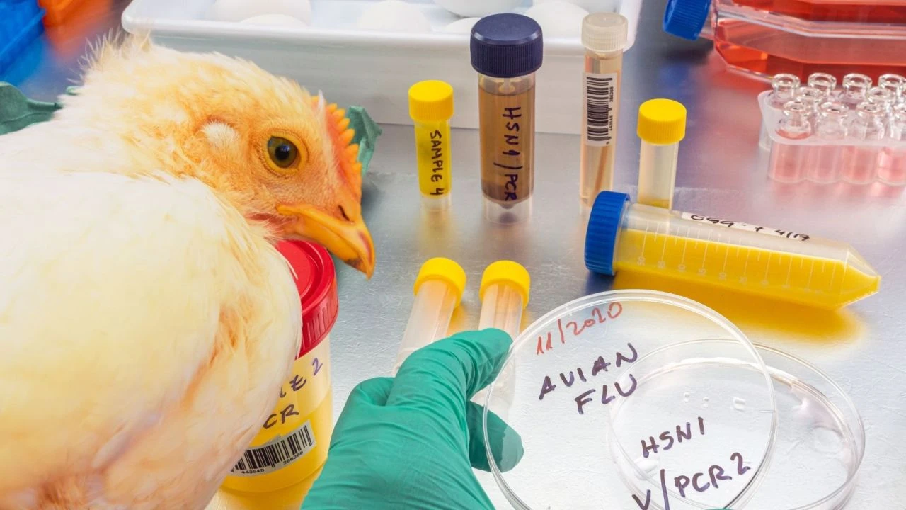 Dünyada sağlık alanında bir ilk yaşandı! Finlandiya kuş gribi (H5N1) aşısını zorunlu kıldı - 1. Resim