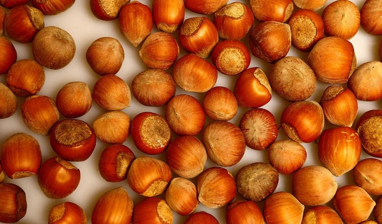 Fiskobirlik fındık alım fiyatını açıkladı! Ordu ,Samsun ve Giresun'da fındık fiyatı belli oldu