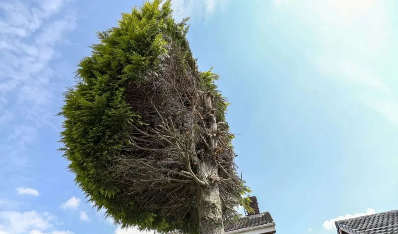 İki komşunun kavgası bir ağacı turistik cazibe merkezine çevirdi! Google bile yer etiketini değiştirdi - 1. Resim