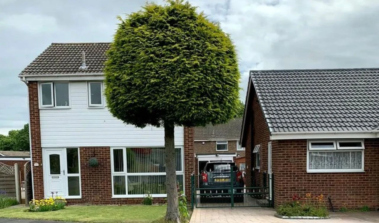 İki komşunun kavgası bir ağacı turistik cazibe merkezine çevirdi! Google bile yer etiketini değiştirdi - 2. Resim