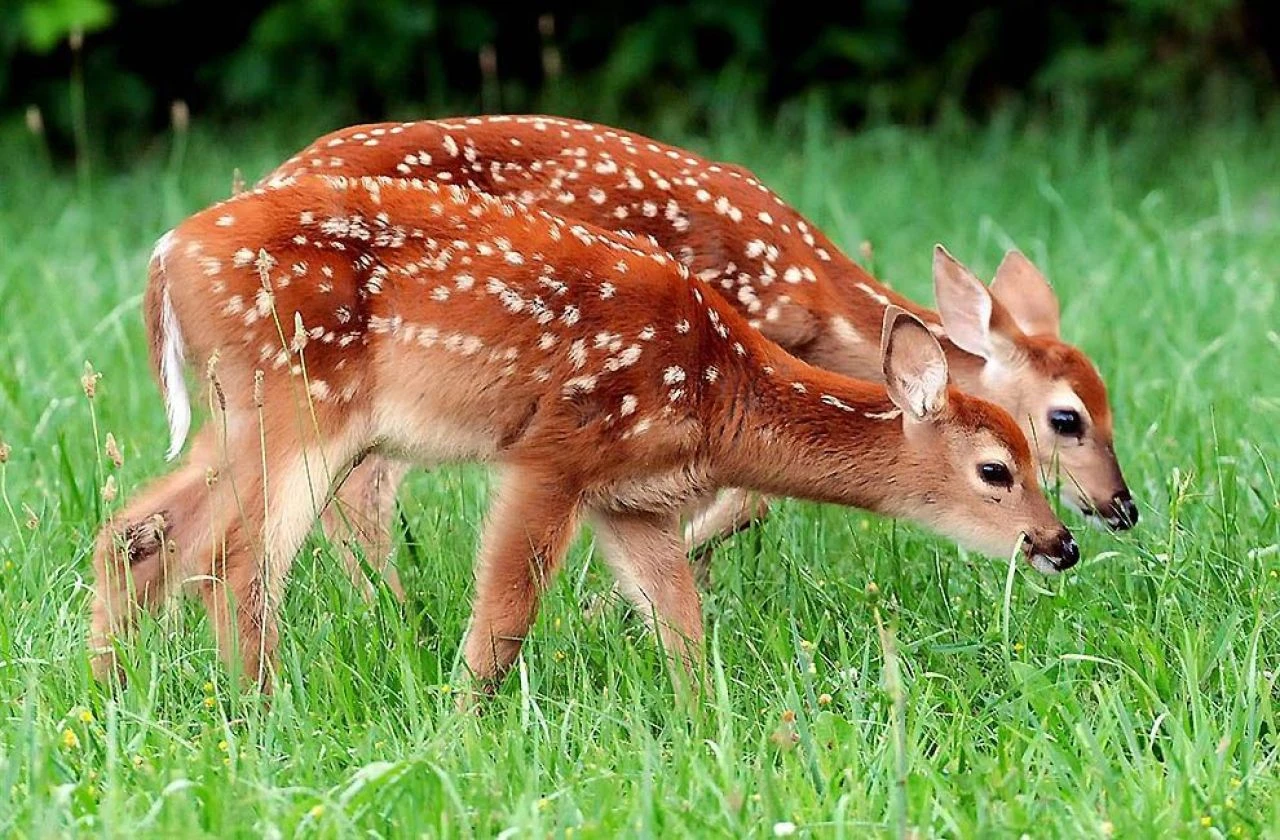 Müzik festivali ceylanları öldürdü!