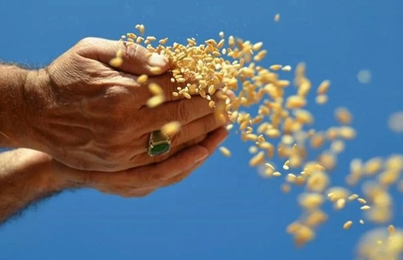 TMO ödemeleri duyurdu: Hububat alım bedelleri üreticilerin hesaplarında