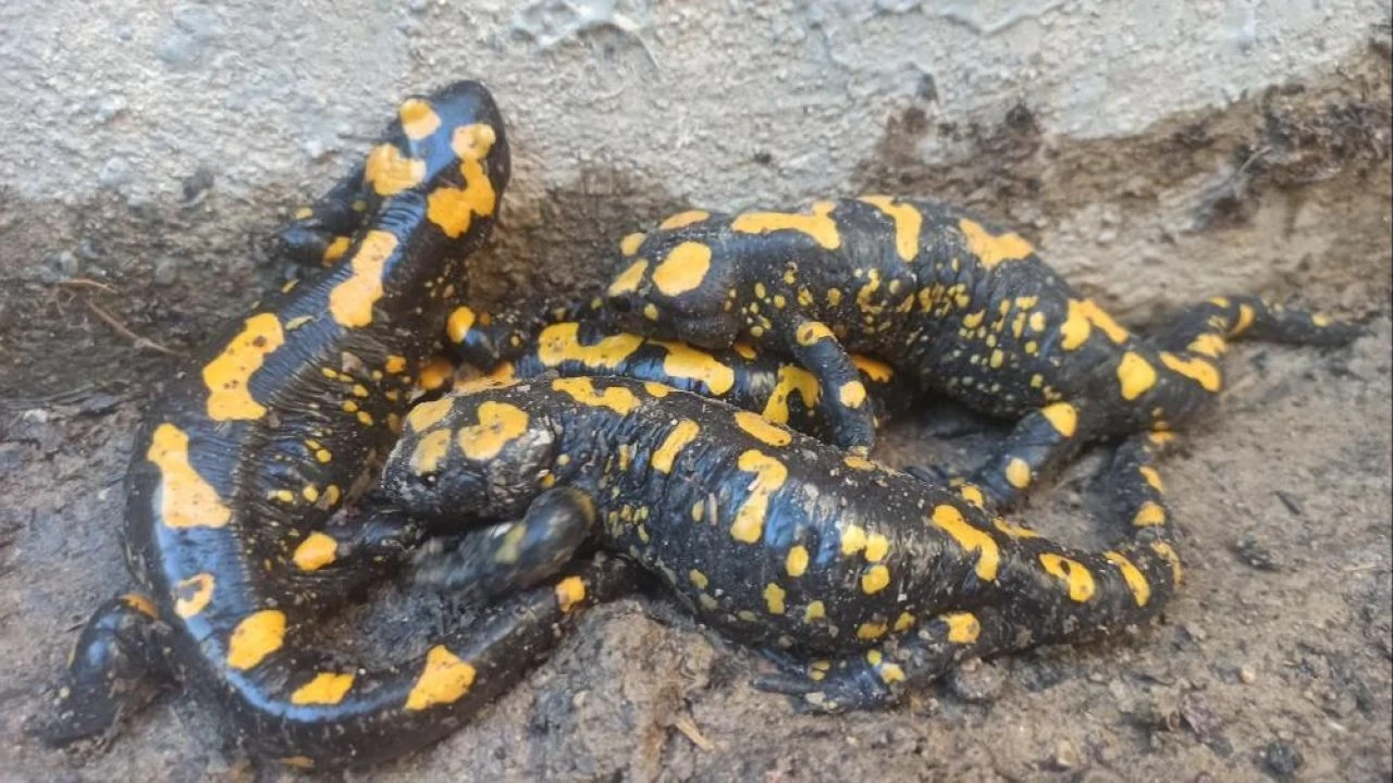 Bahçesinde gördüğünde gözlerine inanamadı! Bu bir rekor - 2. Resim