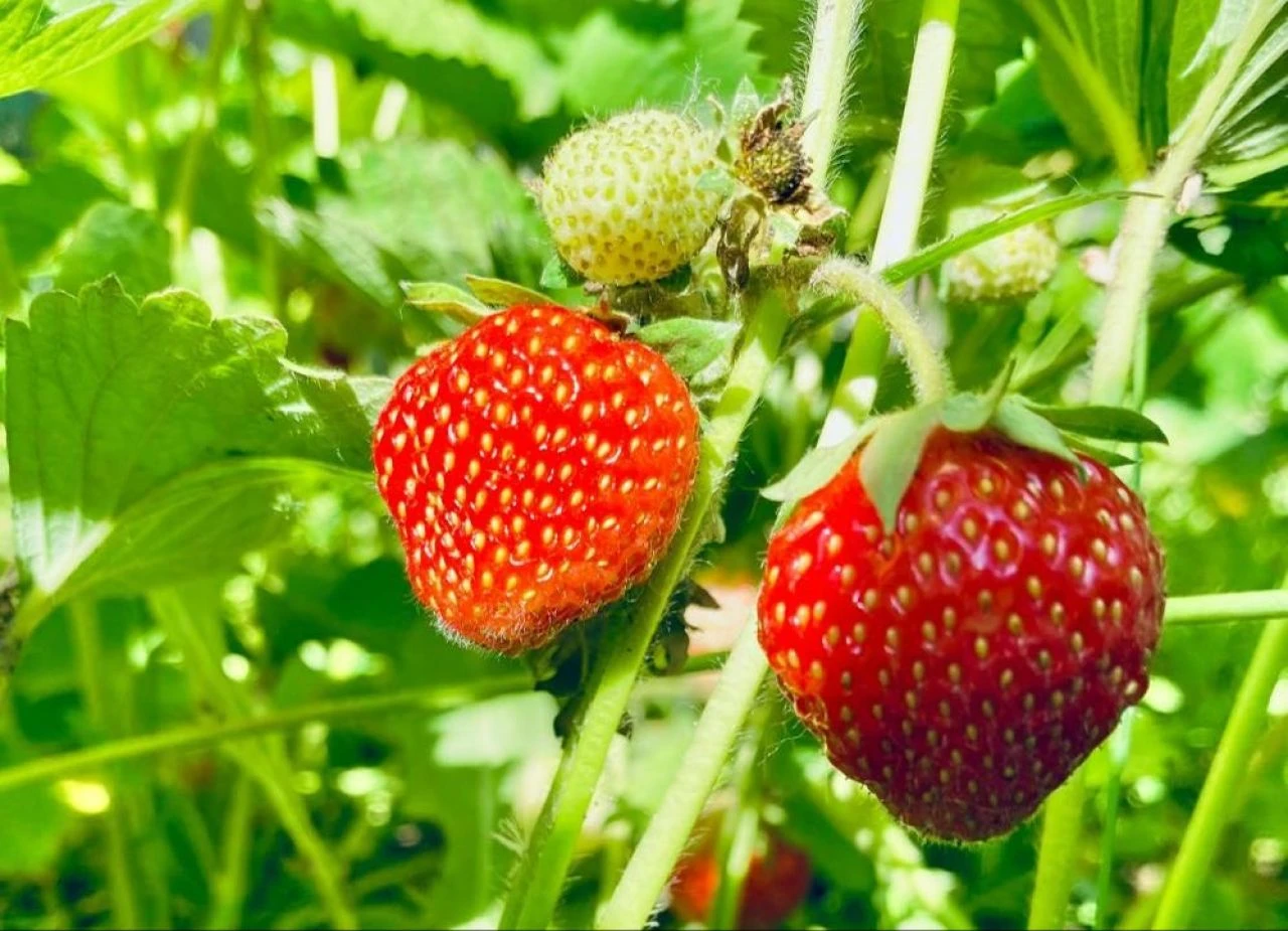 "Burada yetişmez" dediler ama... 16 milyon liralık gelir elde ediyorlar - 3. Resim
