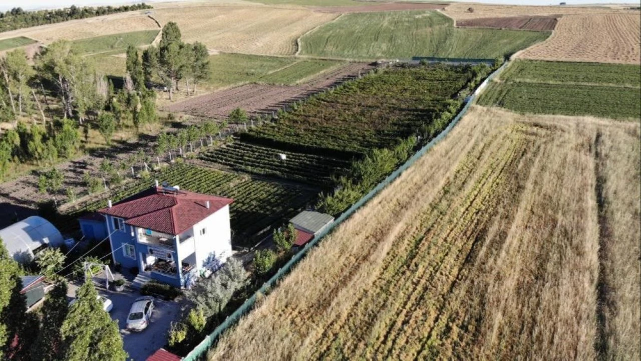 Kilosu 150 lira! Hobi olarak başladı şimdi kapış kapış gidiyor!