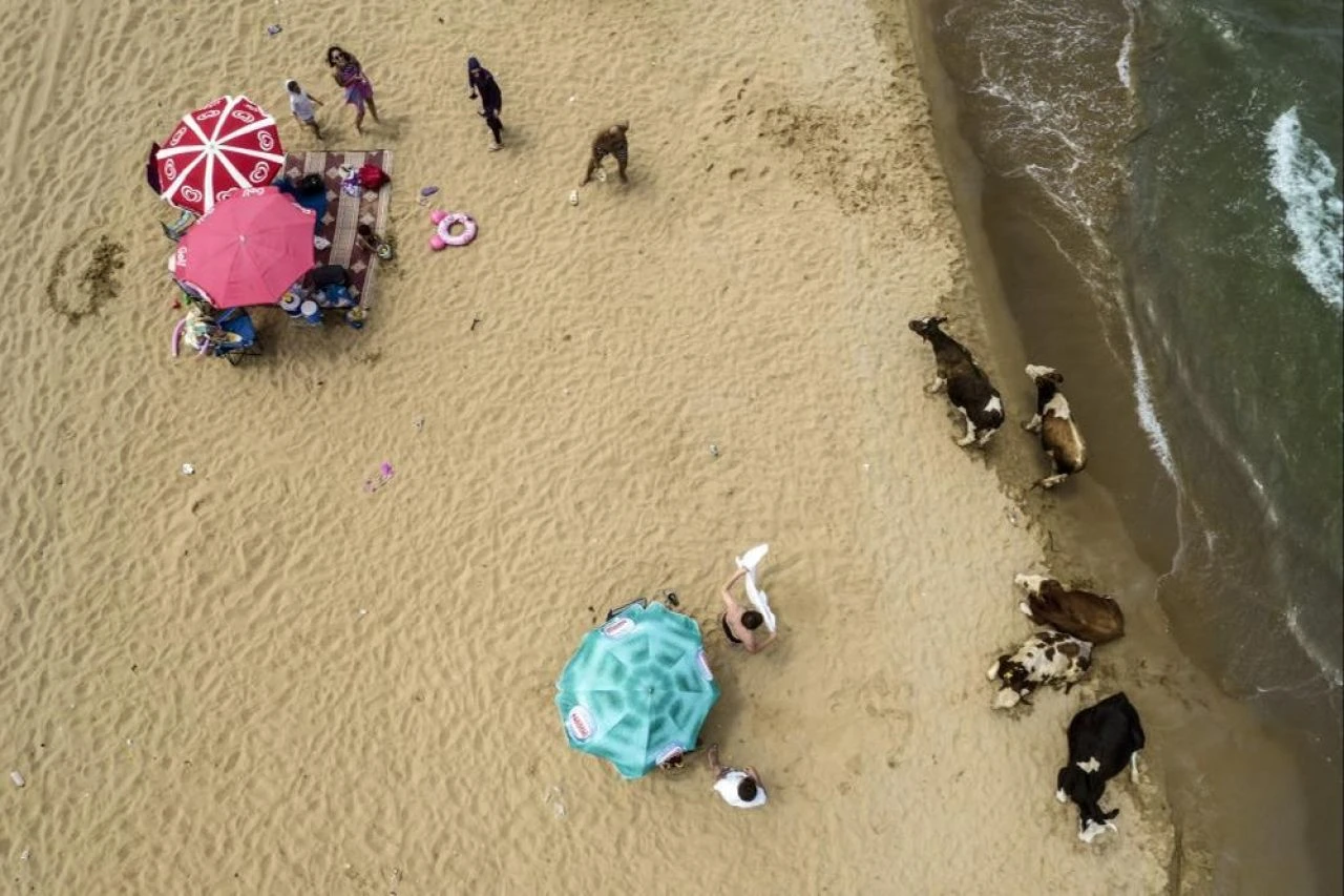 Kilyos sahilinde şaşkına çeviren görüntü! İnekler plajın keyfini sürdü