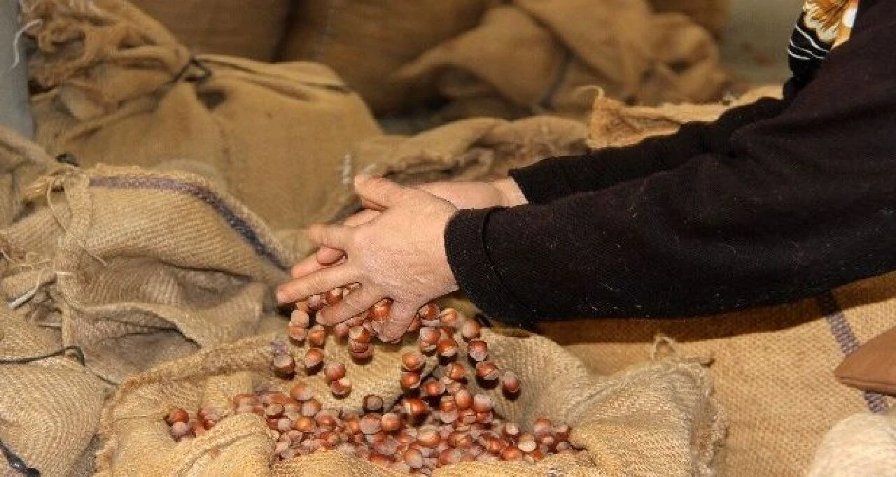 Güncel fındık fiyatları ve hasat tarihi netleşti! İşte Fatsa, Giresun, Ünye TMO günlük fındık maliyetleri - 1. Resim