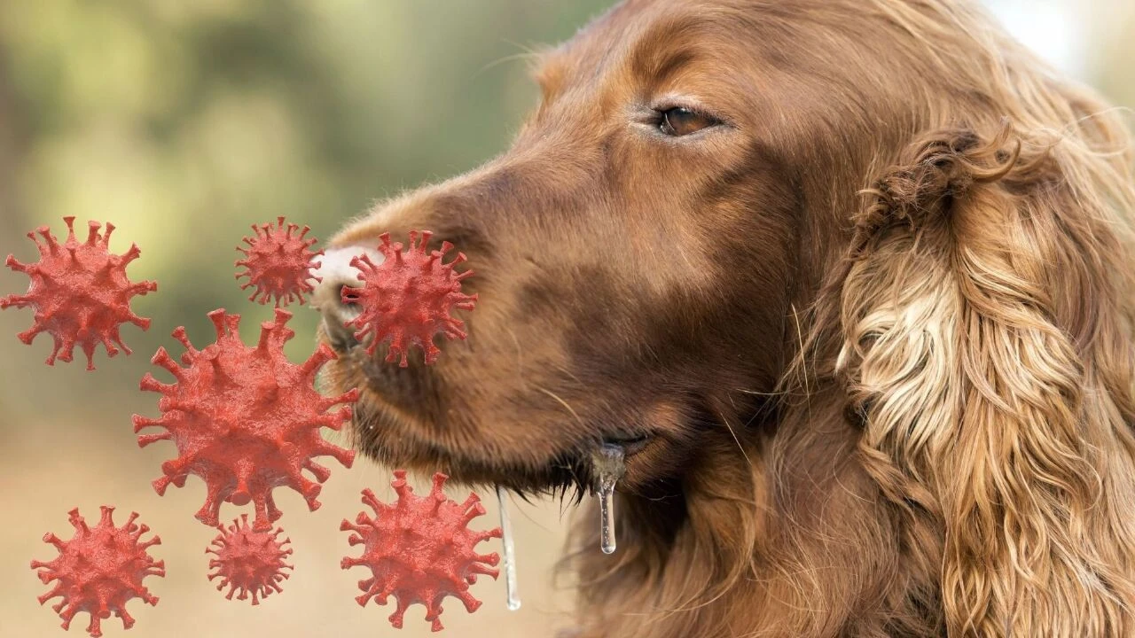 Bilim insanlarından köpek salyası uyarısı! Her yıl 24 bin kişiye bulaşıyor - 1. Resim