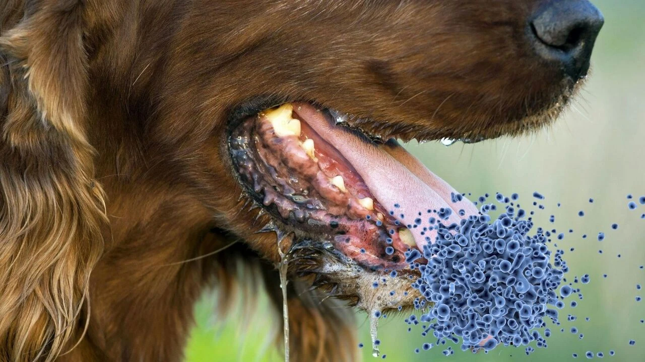 Bilim insanlarından köpek salyası uyarısı! Her yıl 24 bin kişiye bulaşıyor - 2. Resim