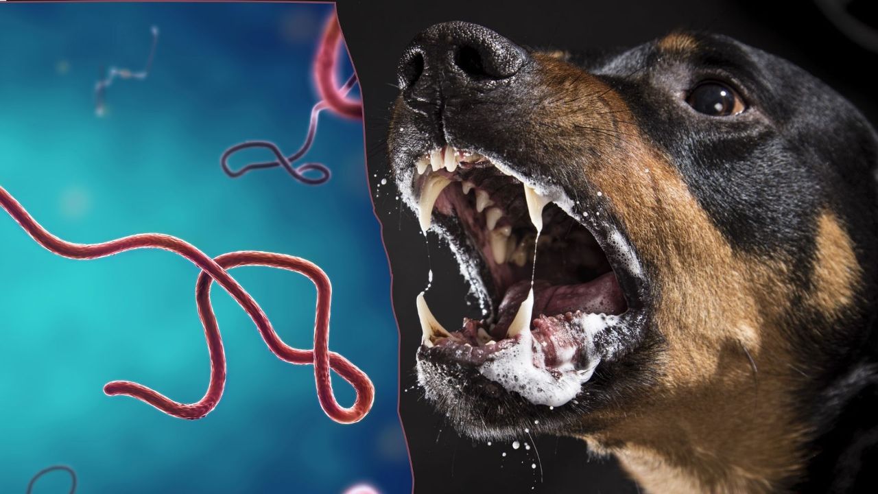 Bilim insanlarından köpek salyası uyarısı! Her yıl 24 bin kişiye bulaşıyor
