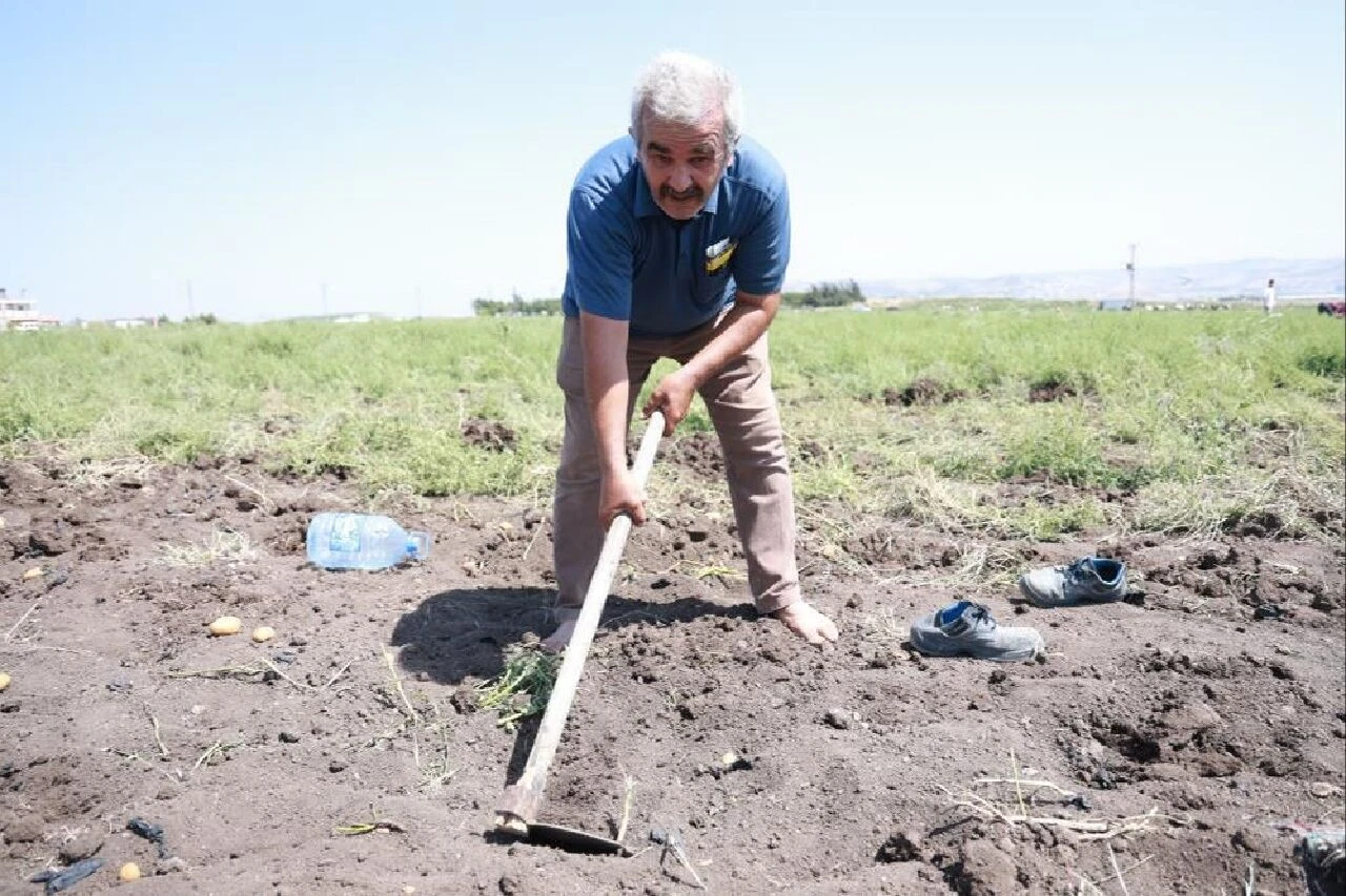 Hataylı çiftçiden market protestosu! Patatesleri hayrına dağıttı