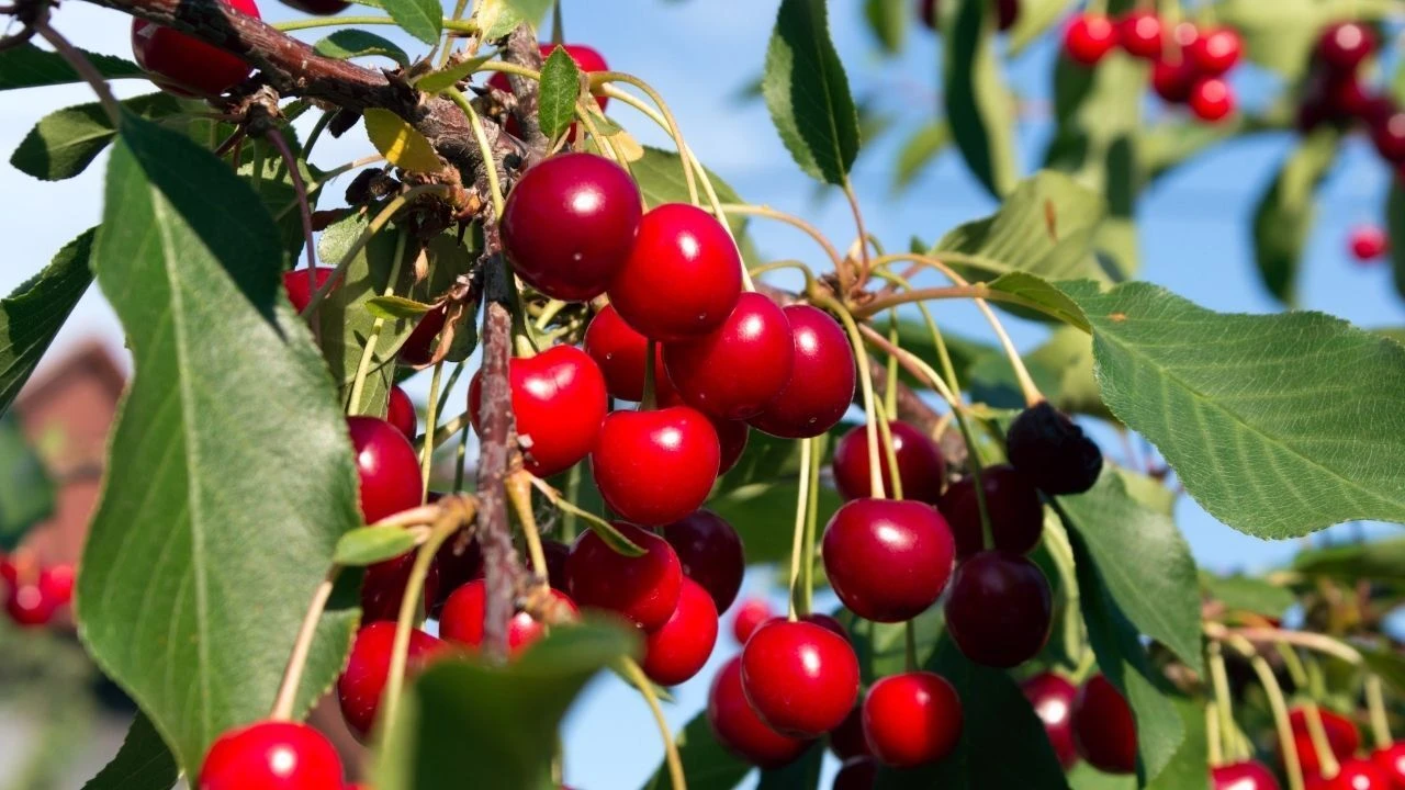 Haziran ayında en büyük vurgun kirazda yaşandı! Üreticiden tüketiciye 4 kat artış - 1. Resim
