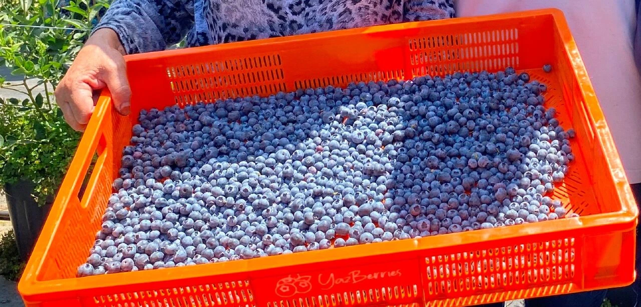 Tarlasına yaban mersini ekti, şimdi paraya para demiyor!  7 ülkeye ihraç etmeye başladı