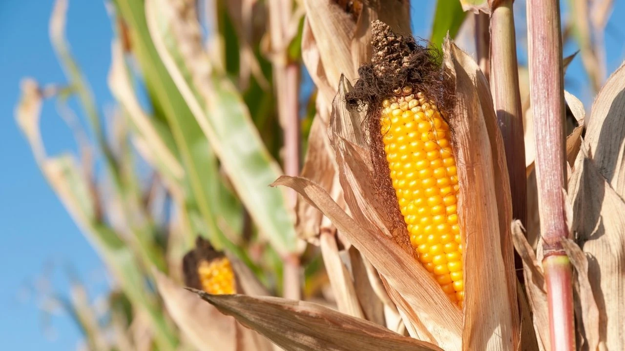 AB genetiği değiştirilmiş mısırın kullanılmasına izin verdi