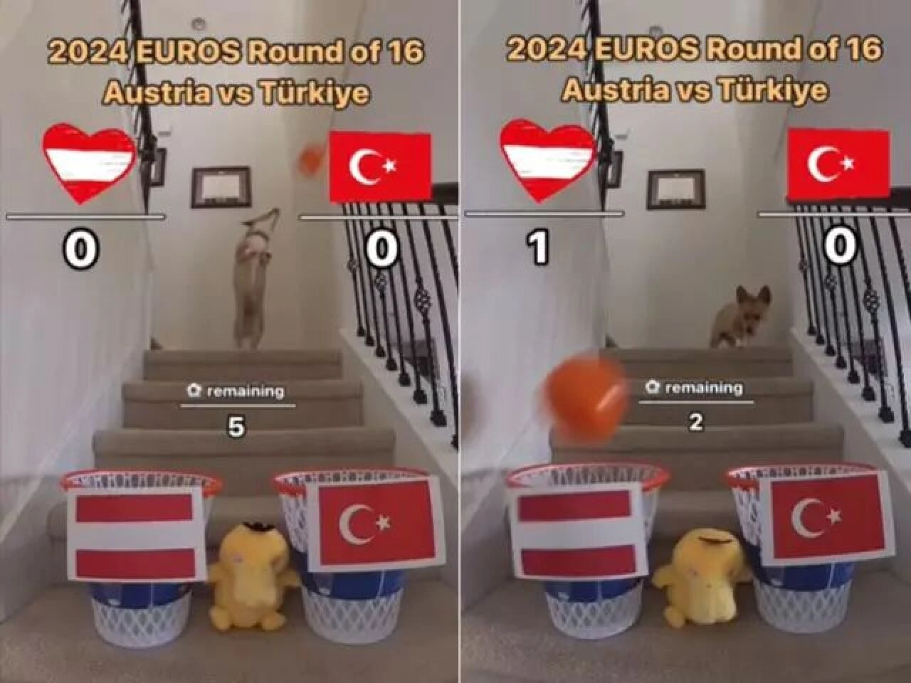 Bu köpek Şampiyonlar Ligi sonuçlarının hepsini biliyor! İşte Türkiye-Avusturya maçının skoru... - 2. Resim