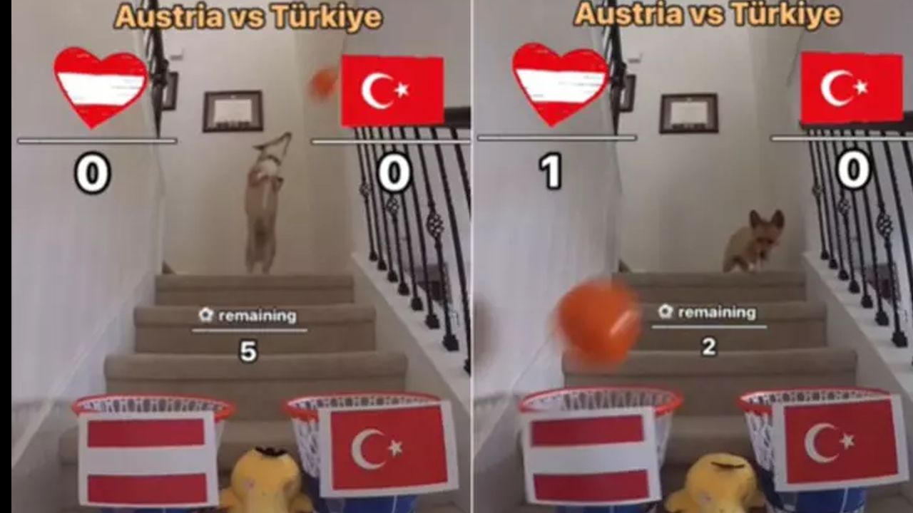 Bu köpek Şampiyonlar Ligi sonuçlarının hepsini biliyor! İşte Türkiye-Avusturya maçının skoru...