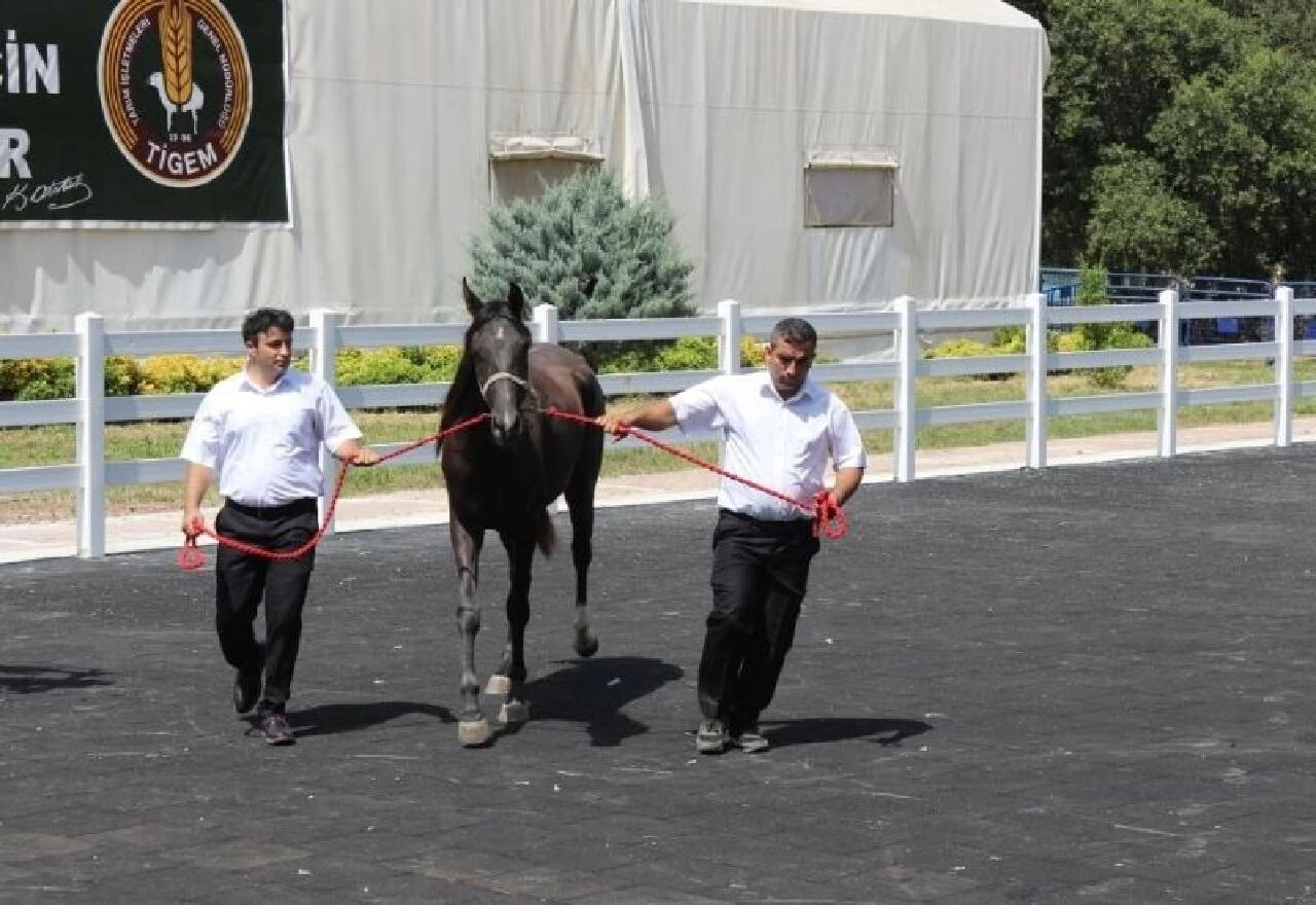Ev fiyatına tay: İnzibat rekor fiyata satıldı! - 1. Resim