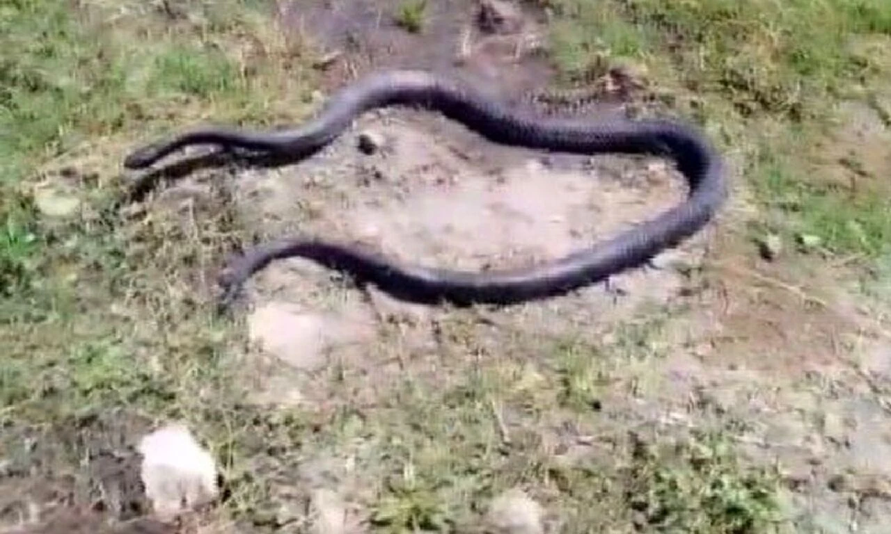 Yakaladığı yılana nasihat verdi, o anlar izleyenleri güldürdü: İnsanlar senden daha tehlikeli