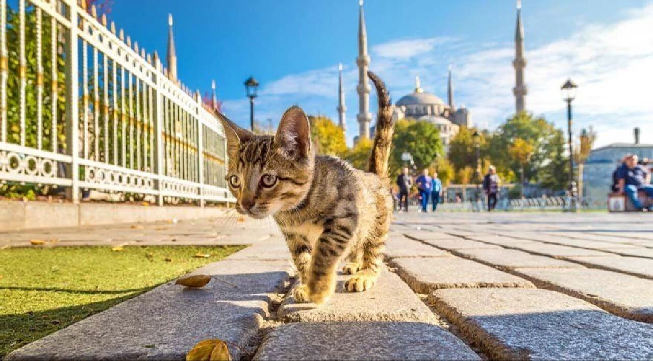 Zirvede kediler var: Kimliklendirilen can dostu sayısı belli oldu - 1. Resim