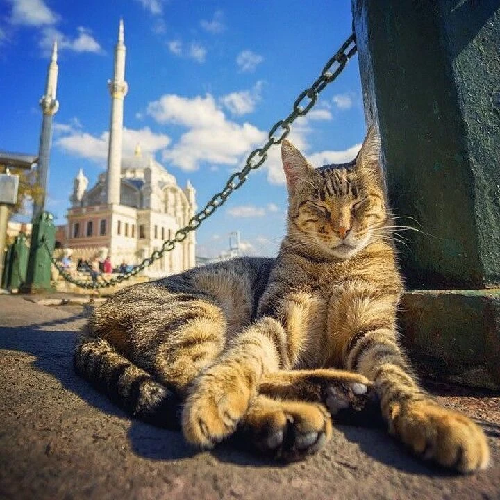 Zirvede kediler var: Kimliklendirilen can dostu sayısı belli oldu - 4. Resim