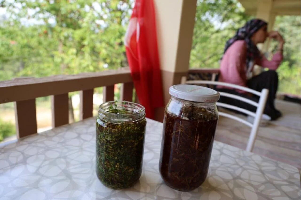 Adana'da şifalı ot hasadı başladı! Migren ağrısına bire bir: Kantaronun faydaları saymakla bitmiyor - 2. Resim