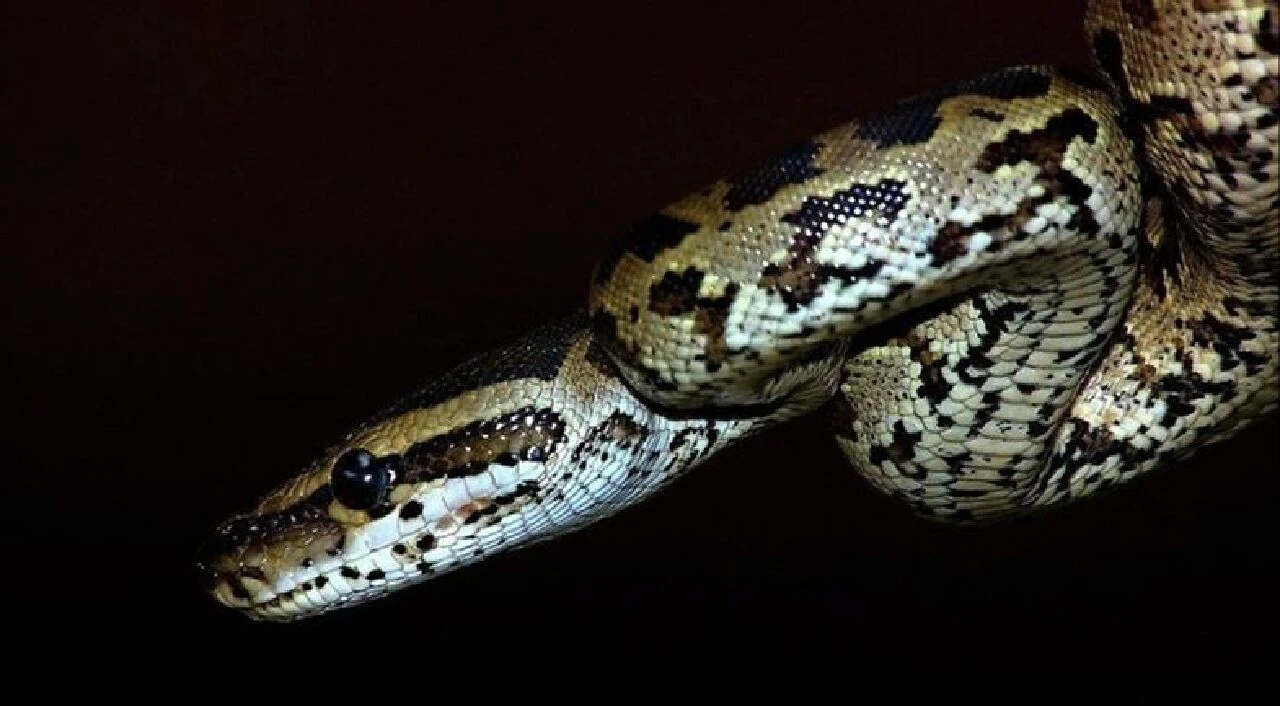 Arabanın çarptığı yılan yol kenarında kendi kendini öldürdü! - 1. Resim