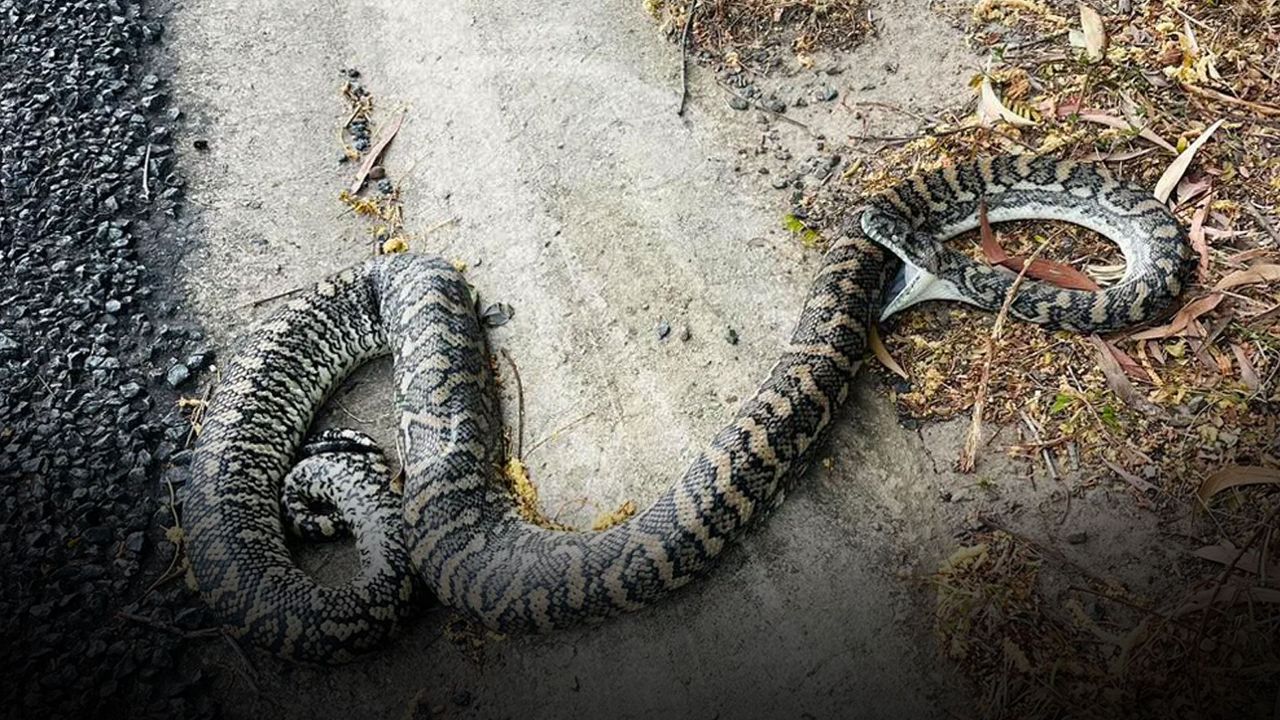 Arabanın çarptığı yılan yol kenarında kendi kendini öldürdü! - Dünya
