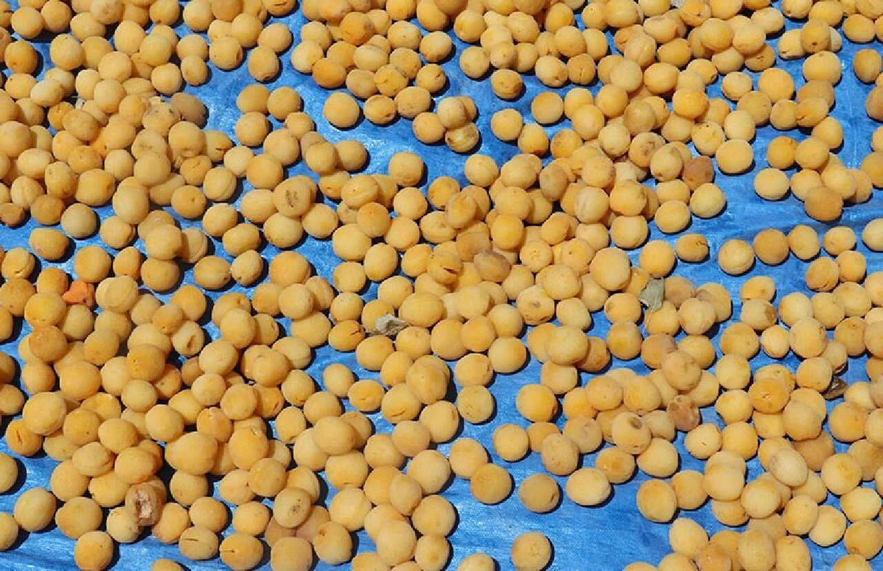 40 bin aile geçiniyor, yıllık 500 milyon dolar getiriyor! Kayısıyla 115'den fazla ülkeye ihracat - 1. Resim