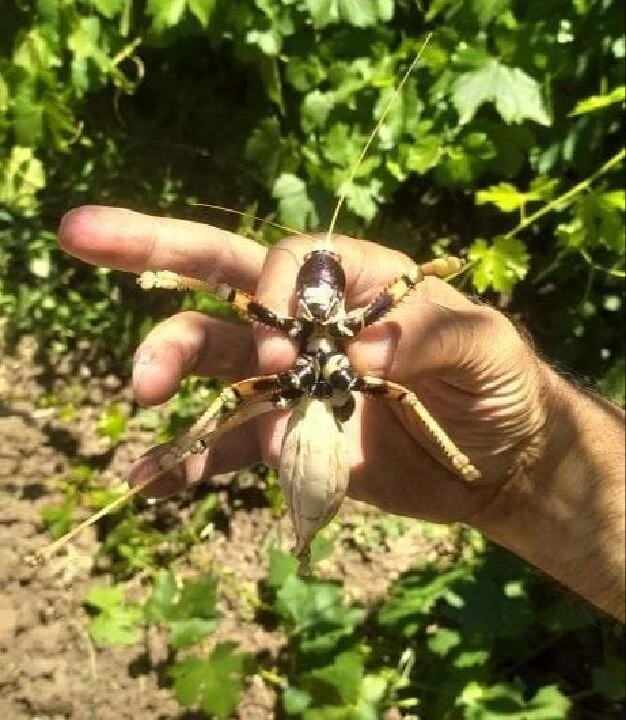 Diyarbakır, Elazığ ve Batman'da ürküten görüntü! Dev etçil çekirge Güneydoğu illerini istila etti