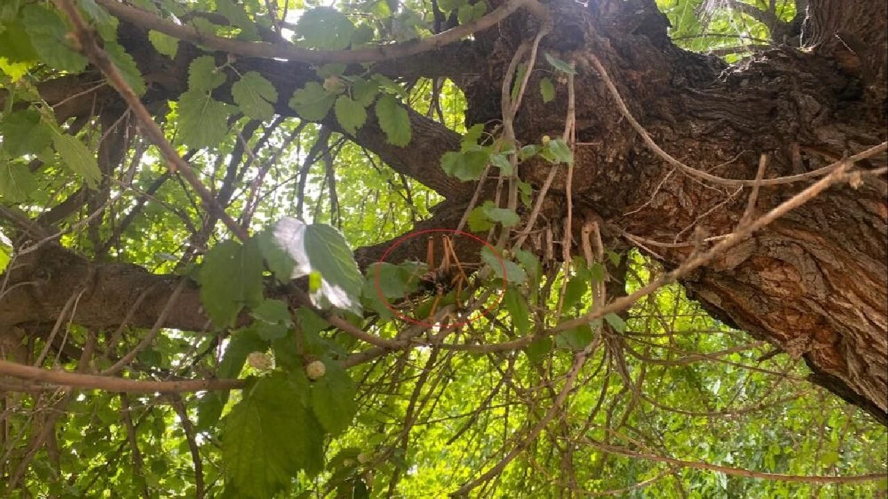 Diyarbakır, Elazığ ve Batman'da ürküten görüntü! Dev etçil çekirge Güneydoğu illerini istila etti